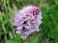 Traunsteinera globosa (L.) Reichenbach