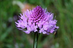 Traunsteinera globosa (L.) Reichenbach