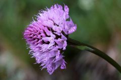 Traunsteinera globosa (L.) Rchb.