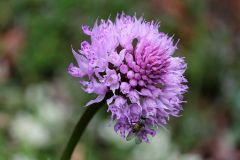 Traunsteinera globosa (L.) Reichenbach