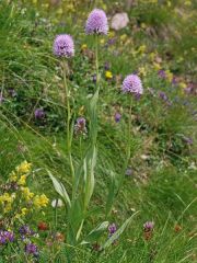 Traunsteinera globosa (L.) Reichenbach