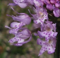 Traunsteinera globosa (L.) Reichenbach