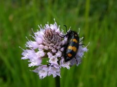 Traunsteinera globosa (L.) Reichenbach