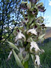 Barlia robertiana (Loisel.) Greunter