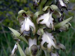 Barlia robertiana (Loisel.) Greunter