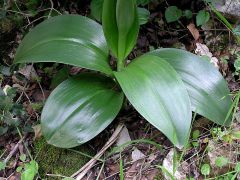 Barlia robertiana (Loisel.) Greunter