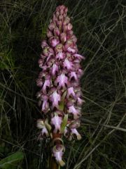 Barlia robertiana (Loisel.) Greunter