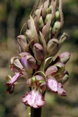 Barlia robertiana (Loisel.) Greunter