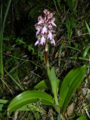 Barlia robertiana (Loisel.) Greunter