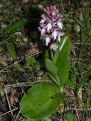 Barlia robertiana (Loisel.) Greunter