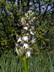 Barlia robertiana (Loisel.) Greunter