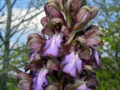 Barlia robertiana (Loisel.) Greunter