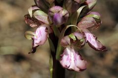 Barlia robertiana (Loisel.) Greunter