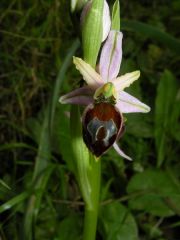 Ophrys exaltata Ten. subsp. morisii (Martelli) Del Prete