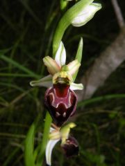 Ophrys exaltata Ten. subsp. morisii (Martelli) Del Prete