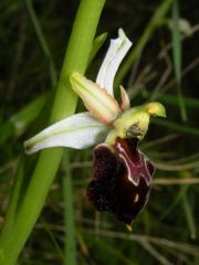 Ophrys exaltata Ten. subsp. morisii (Martelli) Del Prete