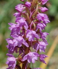 Gymnadenia conopsea (L.) R. Br.