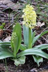 Orchis pallens L.