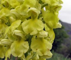 Orchis pallens L.