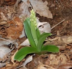 Orchis pallens L.