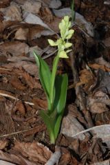 Orchis pallens L.