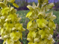 Orchis pallens L.