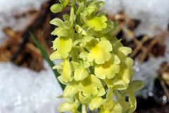 Orchis pallens L.