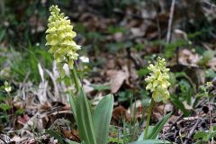 Orchis pallens L.