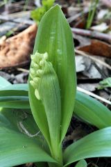 Orchis pallens L.