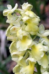 Orchis pallens L.