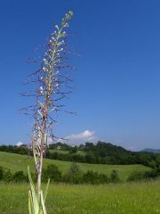 Himantoglossum adriaticum H. Baumann