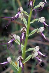 Himantoglossum adriaticum H. Baumann