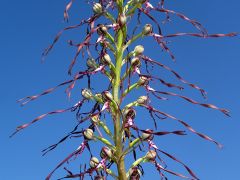 Himantoglossum adriaticum H. Baumann