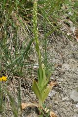 Himantoglossum adriaticum H. Baumann