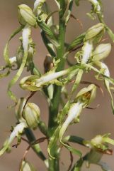 Himantoglossum adriaticum H. Baumann