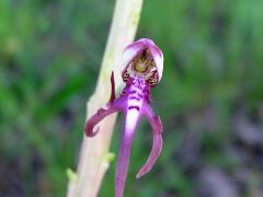 Himantoglossum adriaticum H. Baumann