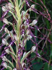 Himantoglossum adriaticum H. Baumann