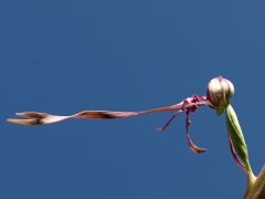 Himantoglossum adriaticum H. Baumann