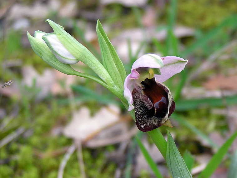 Ophrys argolica subsp. crabronifera (Sebast. & Mauri) Faurt.