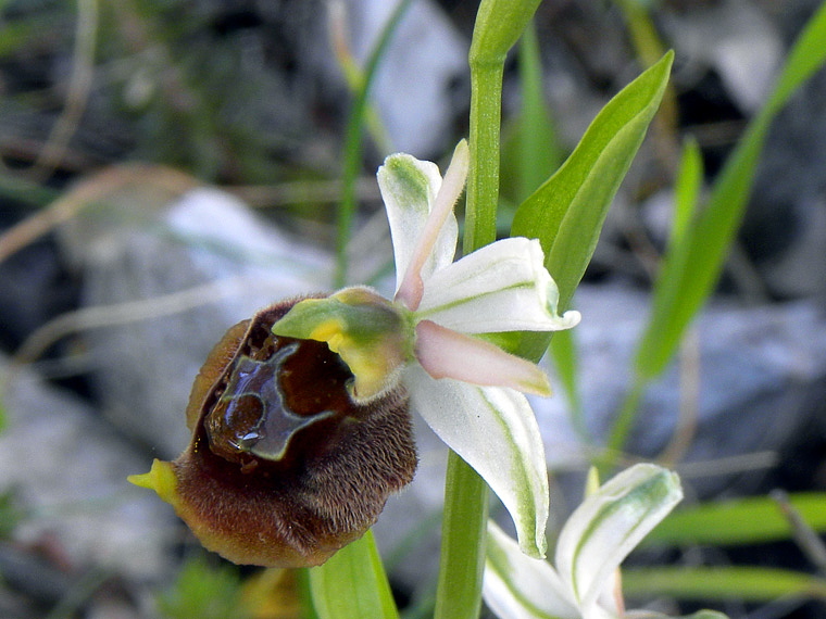 Ophrys argolica subsp. crabronifera (Sebast. & Mauri) Faurt.