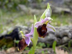 Ophrys argolica subsp. crabronifera (Sebast. & Mauri) Faurt.