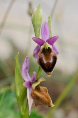 Ophrys argolica subsp. crabronifera (Sebast. & Mauri) Faurt.