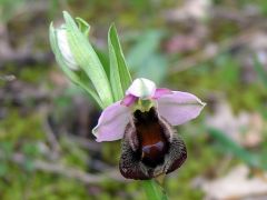 Ophrys argolica subsp. crabronifera (Sebast. & Mauri) Faurt.