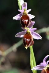 Ophrys argolica subsp. crabronifera (Sebast. & Mauri) Faurt.