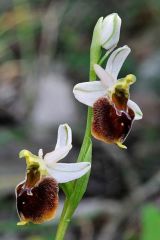 Ophrys argolica subsp. crabronifera (Sebast. & Mauri) Faurt.