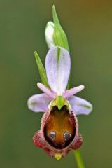 Ophrys argolica subsp. crabronifera (Sebast. & Mauri) Faurt.