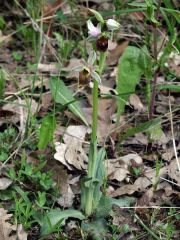 Ophrys argolica subsp. crabronifera (Sebast. & Mauri) Faurt.