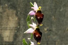 Ophrys argolica subsp. crabronifera (Sebast. & Mauri) Faurt.