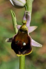 Ophrys argolica subsp. crabronifera (Sebast. & Mauri) Faurt.