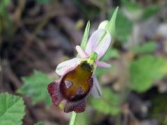 Ophrys argolica subsp. crabronifera (Sebast. & Mauri) Faurt.